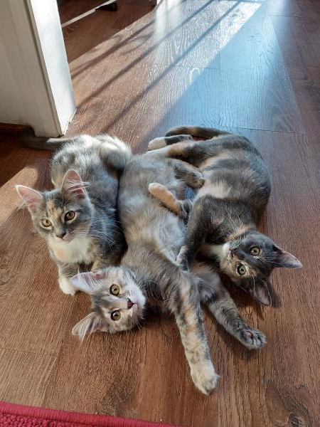 /Images/uploads/Friends of Seal Beach Animal Care Center/2022sbacc/entries/21532thumb.jpg